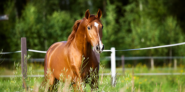 beautiful sports horse seller based in newcastle